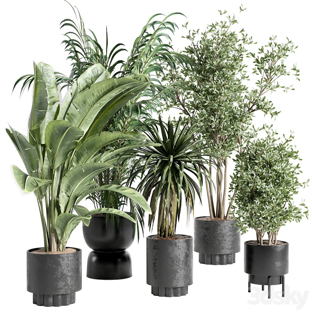 indoor plant 495