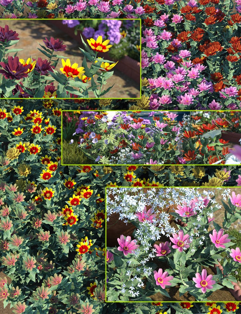 Cottage Garden Flowers - Zinnia