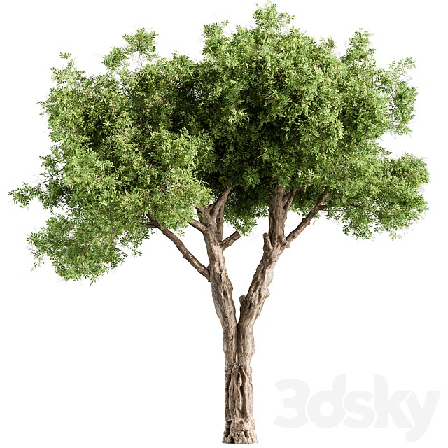 Populus Tree - Tree Set 214