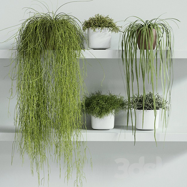RHIPSALIS Set 01