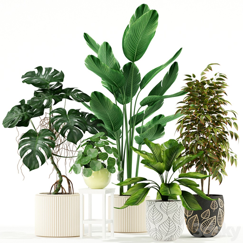 Plants collection 117