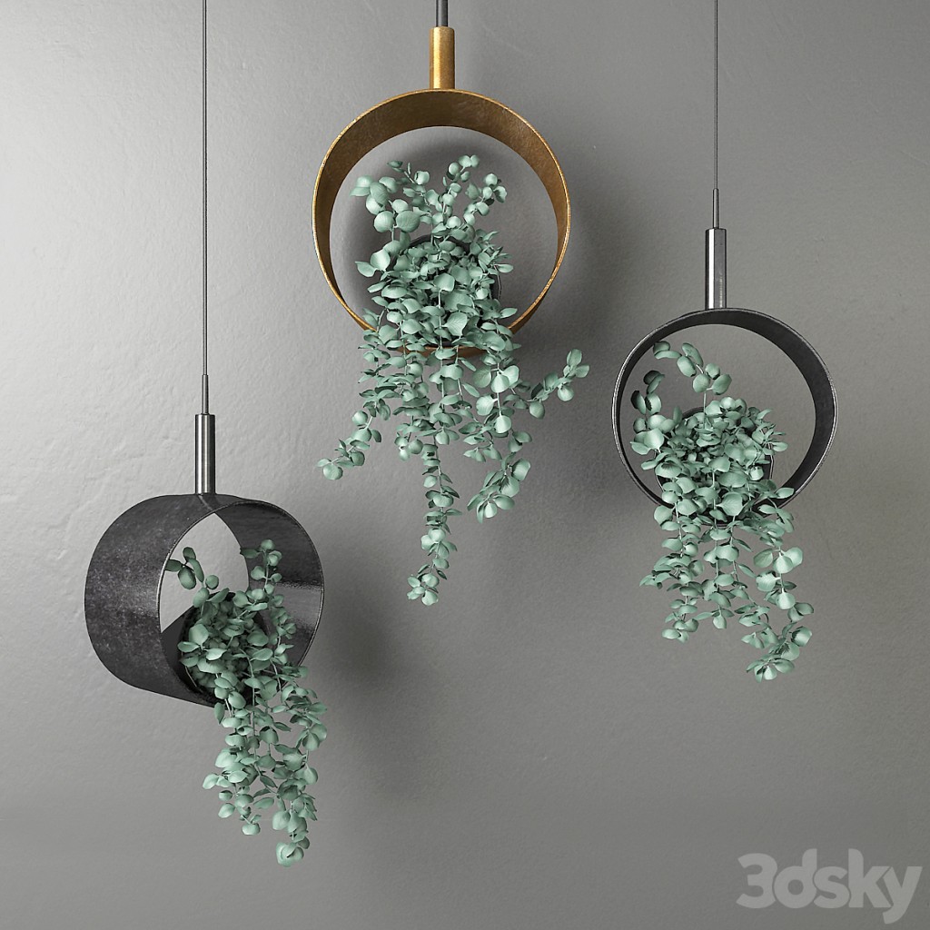 Dichondra in a hanging flowerpot # 1