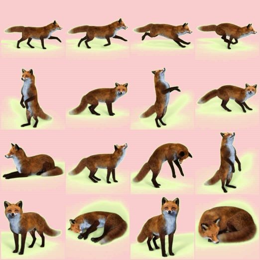 Sixteen Fox Poses