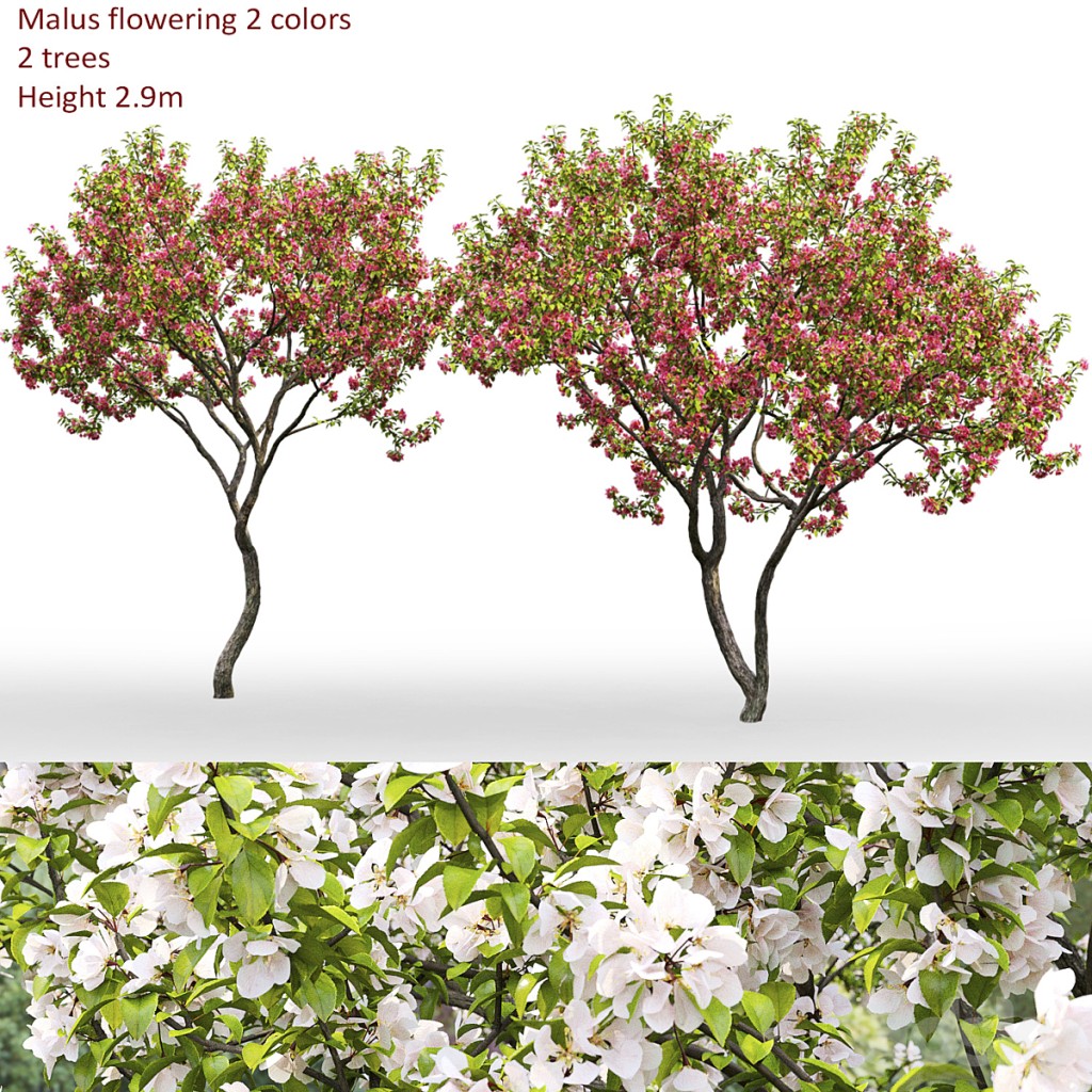 Malus flowering # 7