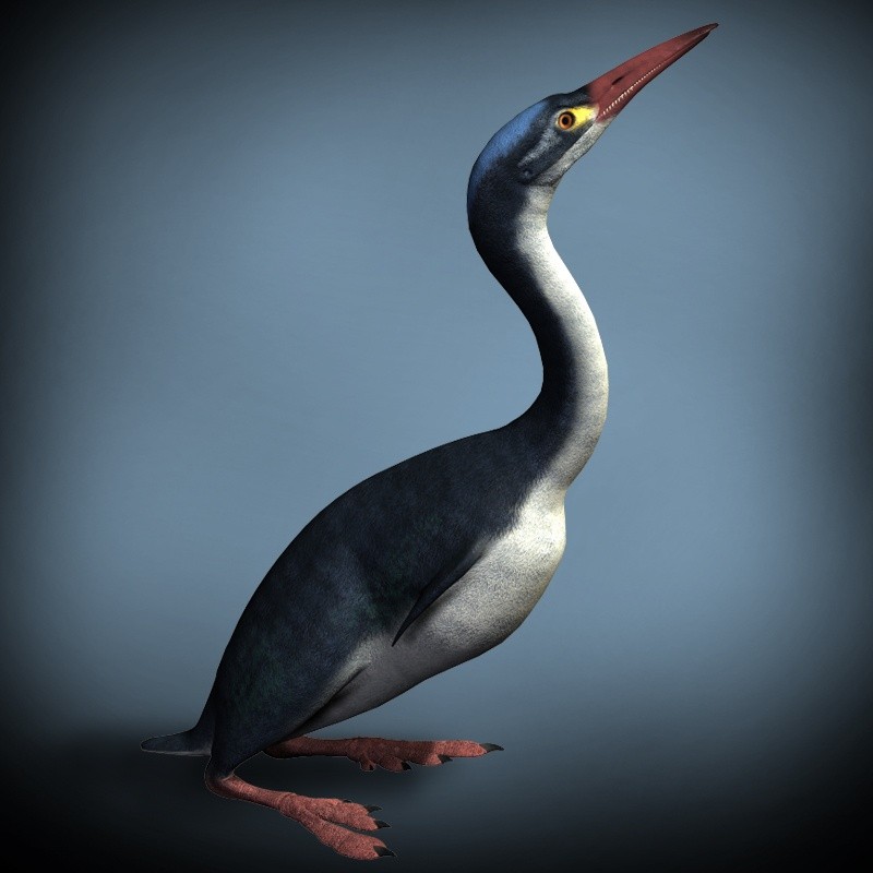 HesperornisDR