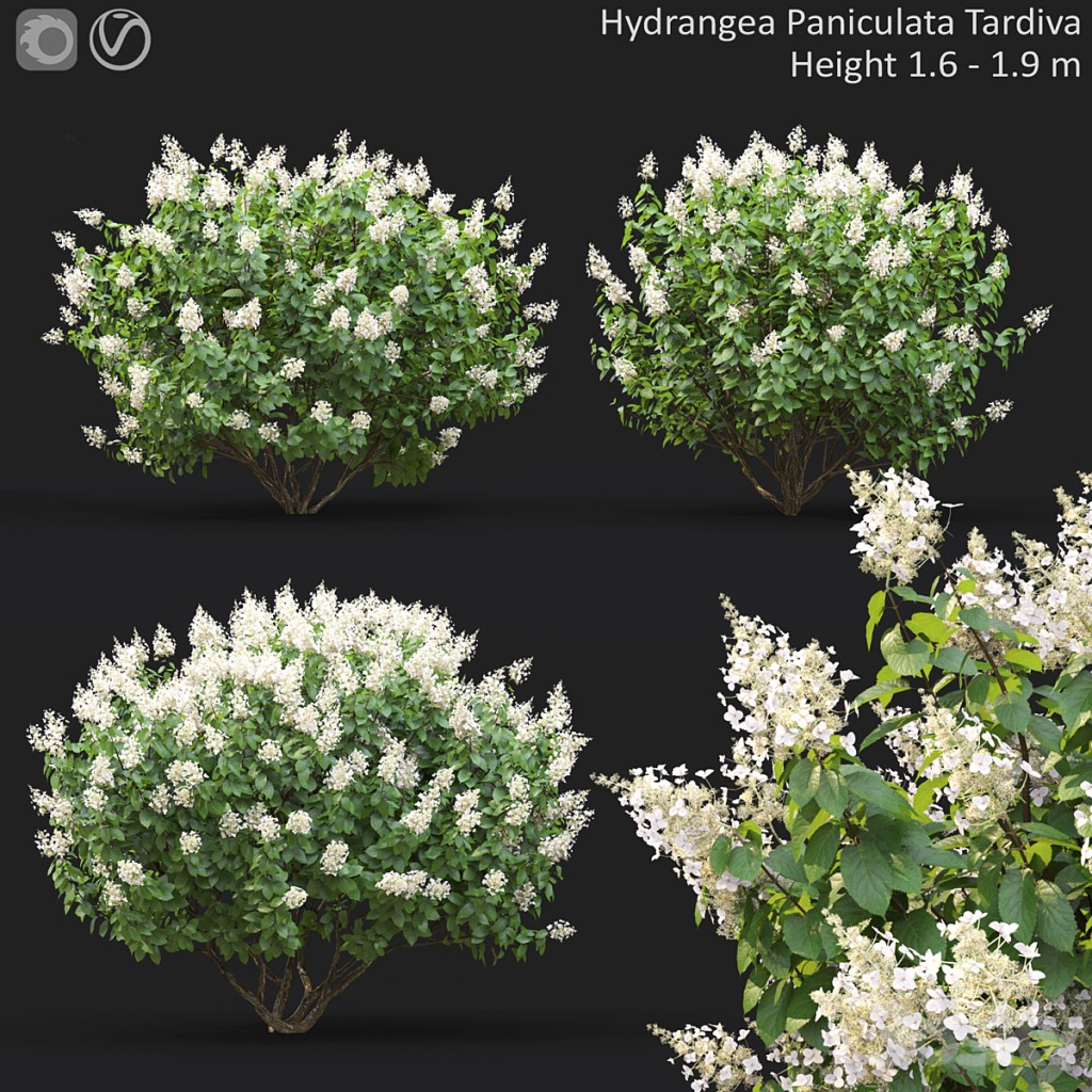 Hydrangea Paniculata