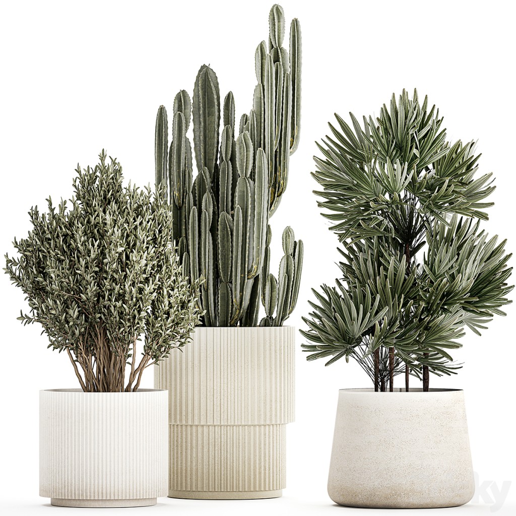 Beautiful plants in white flower pots Cereus cactus, olive bush, rapis palm. Plant collection 1248