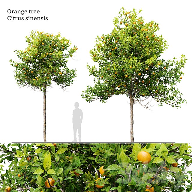 orange tree