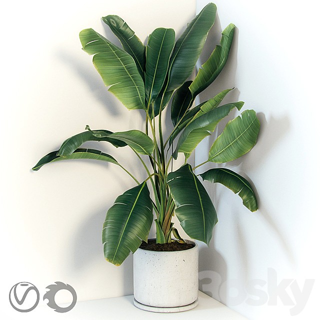 Plant Strelizia in a concrete pot