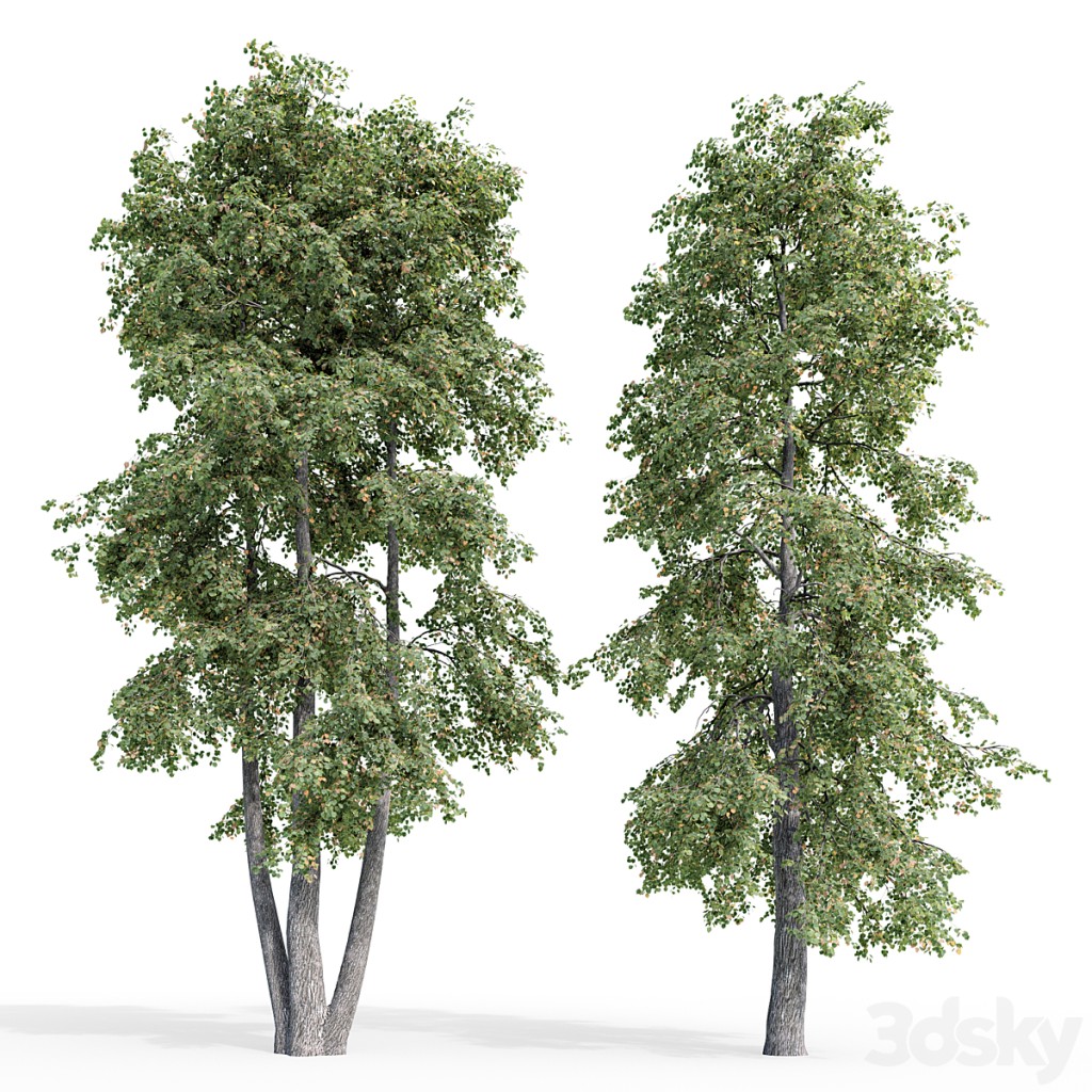 Linden (Tilia)