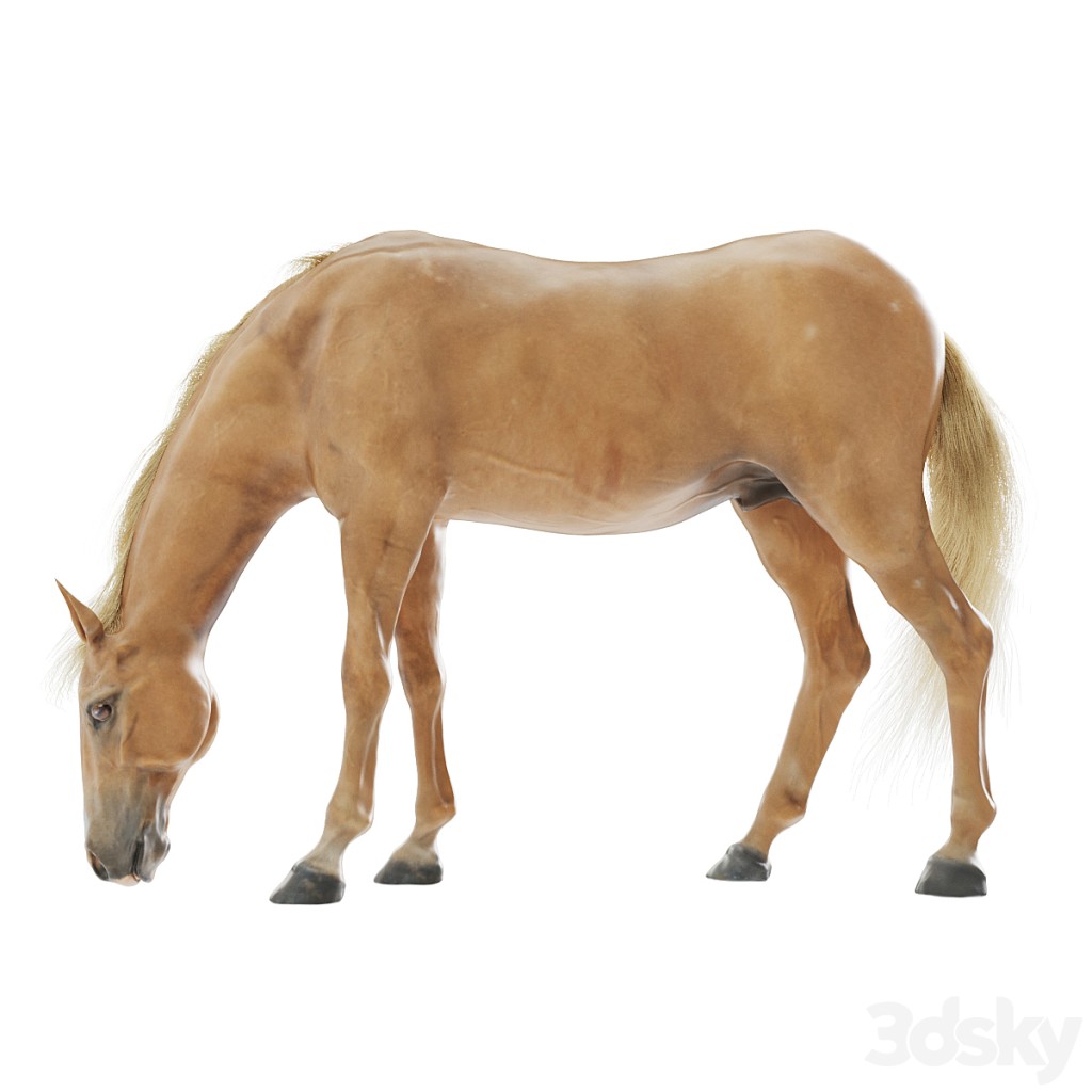 Grazing horse