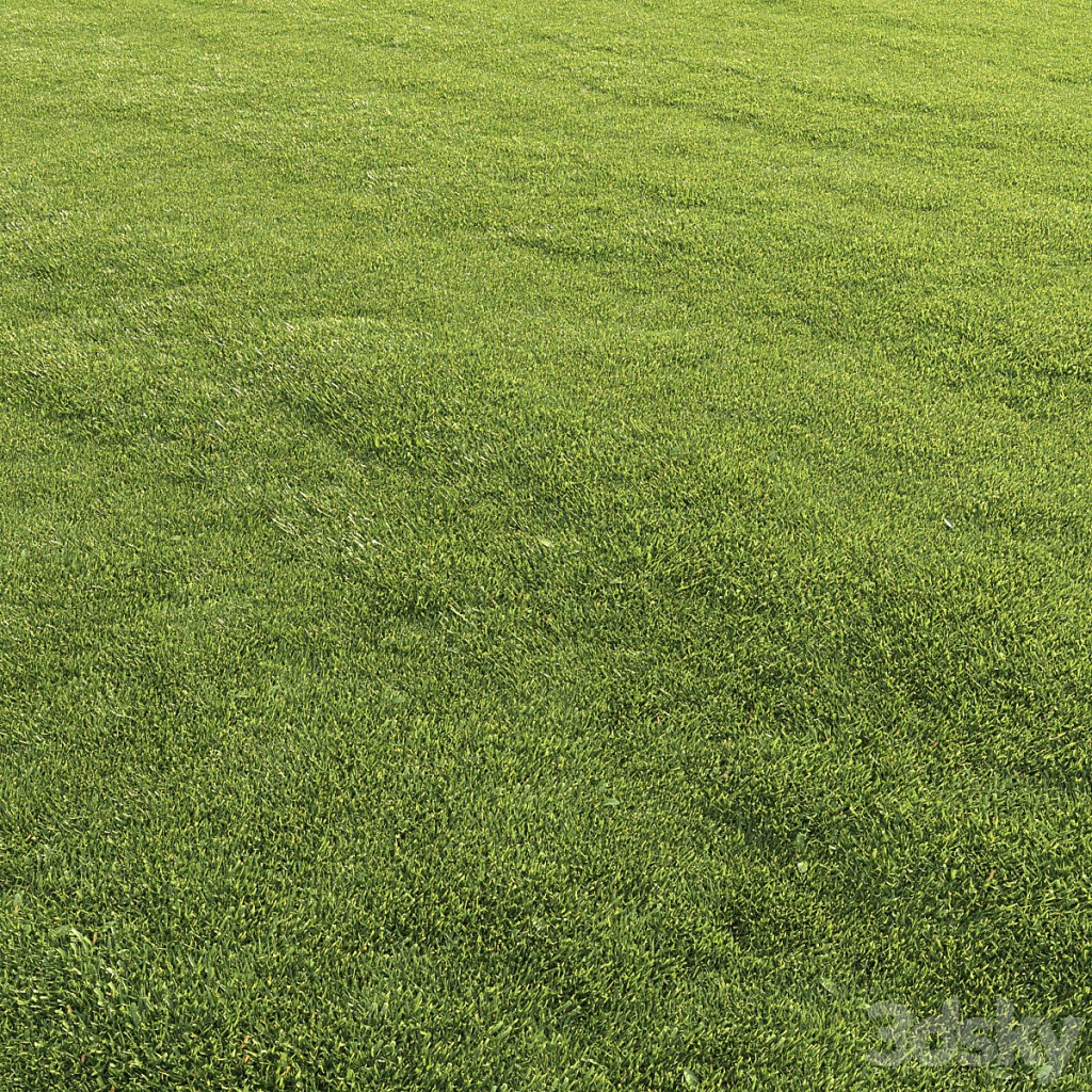 Lawn grass
