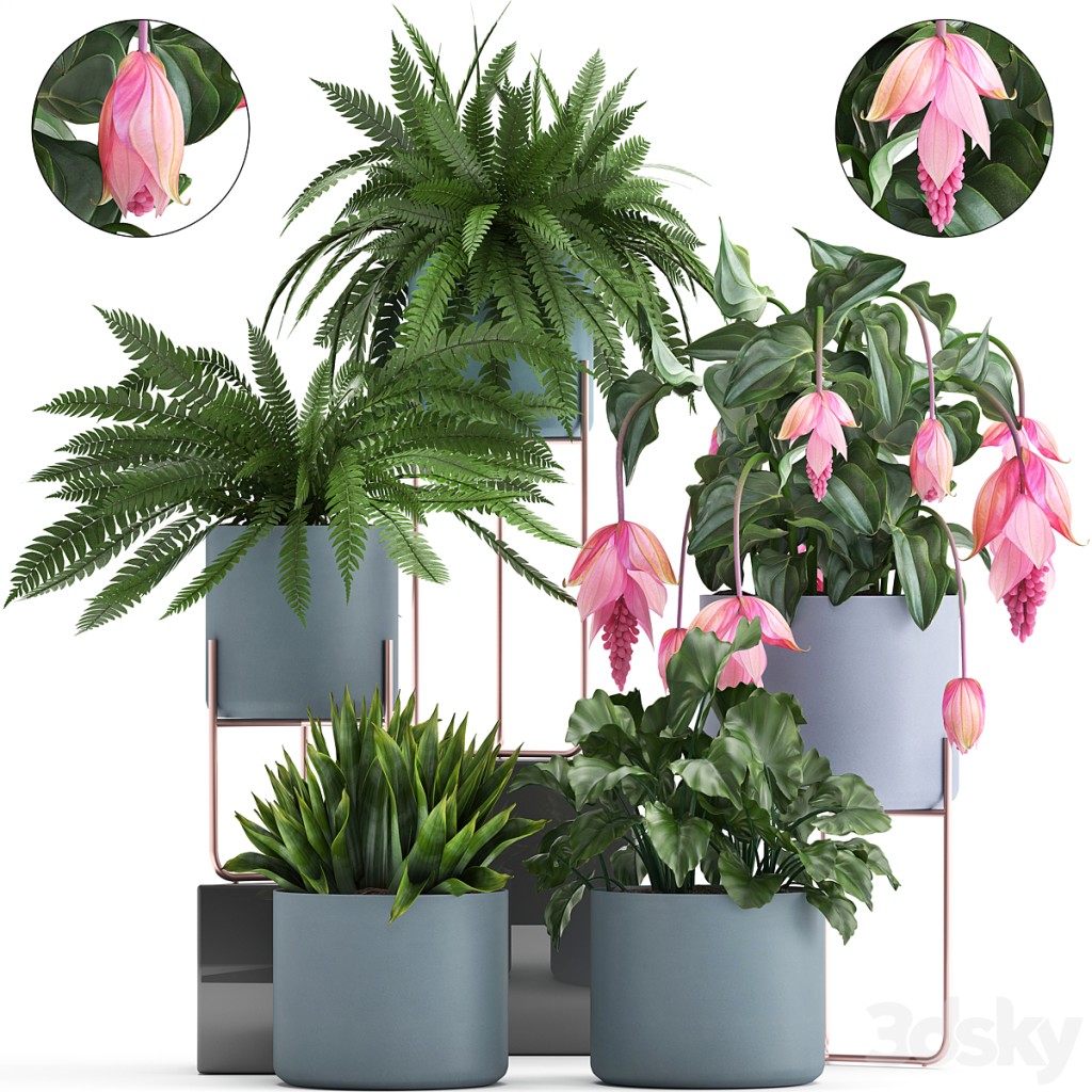 Plant collection 285. fern, pot, flowerpot, indoor plants, Medinilla, Scandinavian style, exotic plants, stand