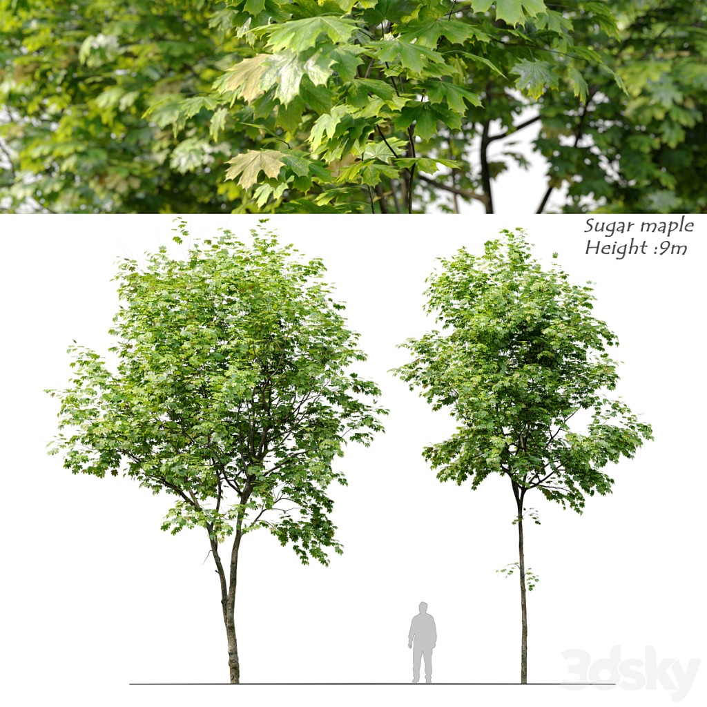 Sugar maple