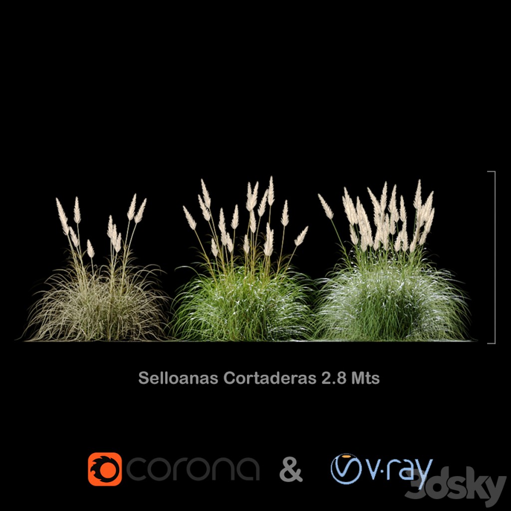 Selloanas Cortaderas Big