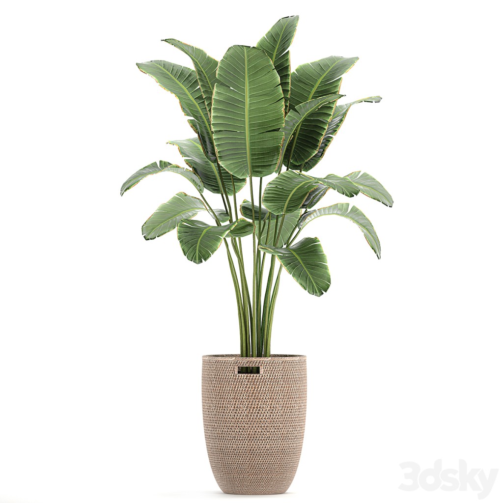 A small decorative Banana palm in a flower basket. 781.