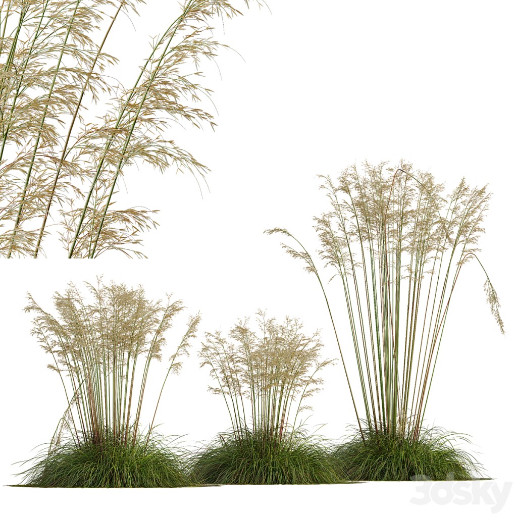 HQ Plants Celtica Gigantea Stipa Golden Oats Version2