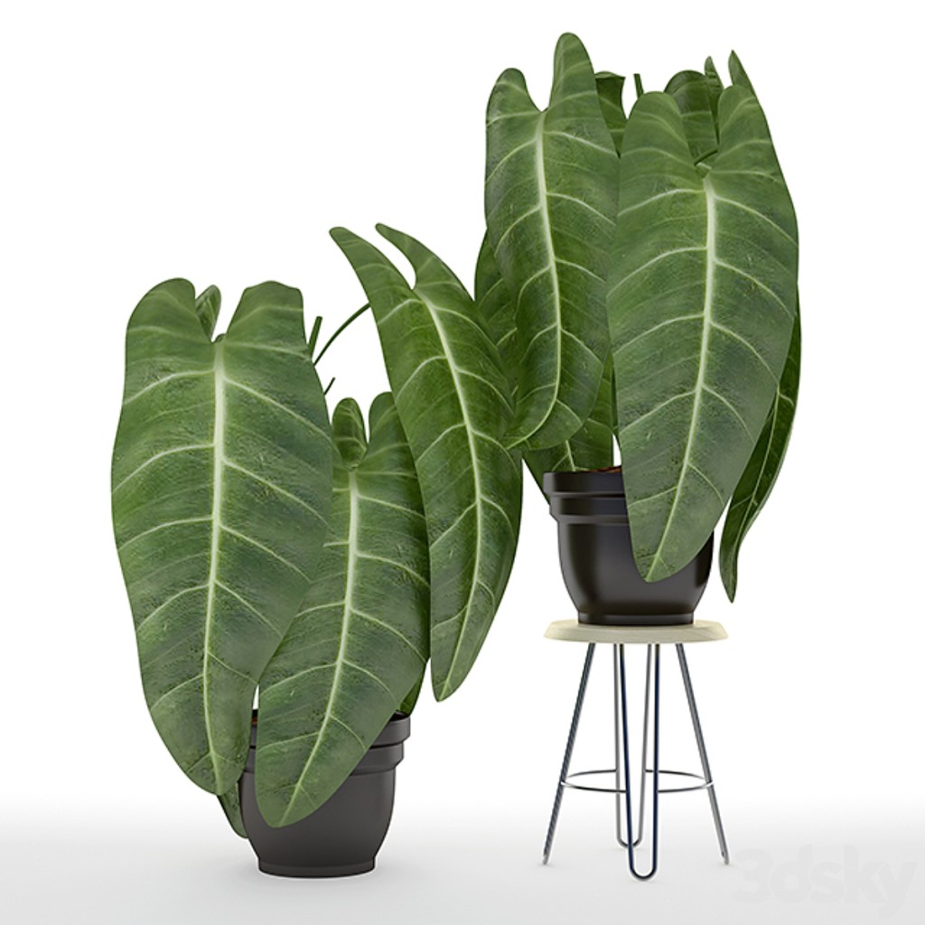 Black gold philodendron