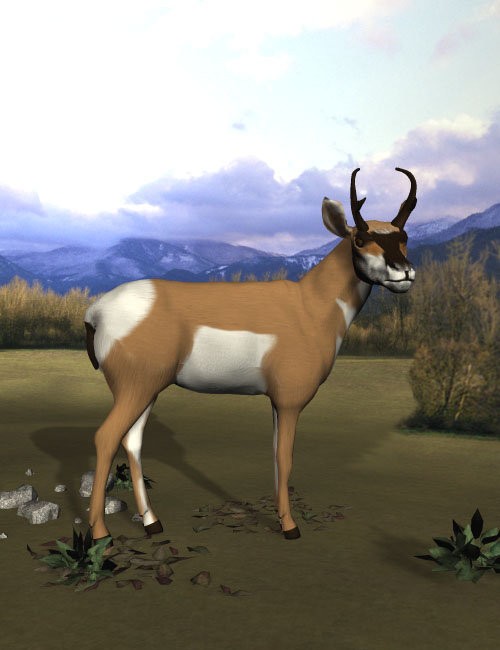 Pronghorn Antelope