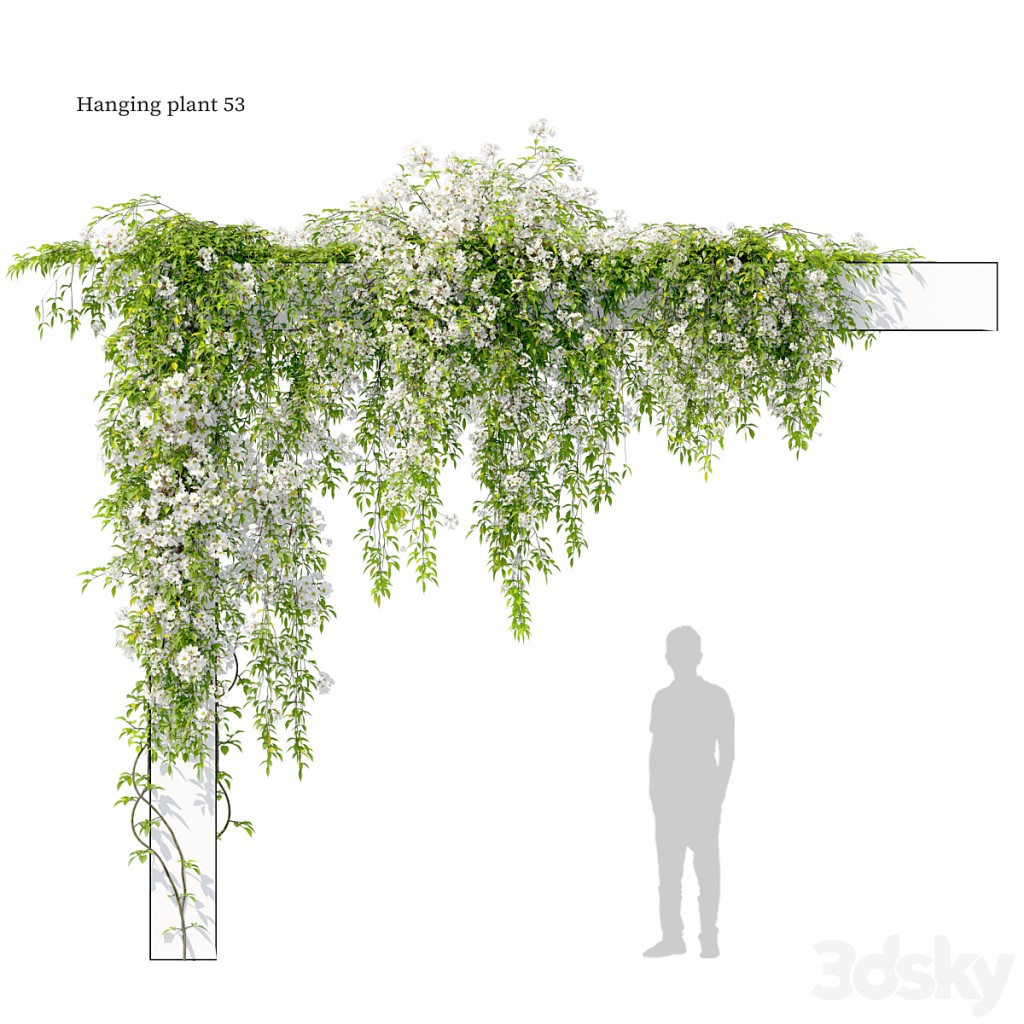 Hanging plant 53