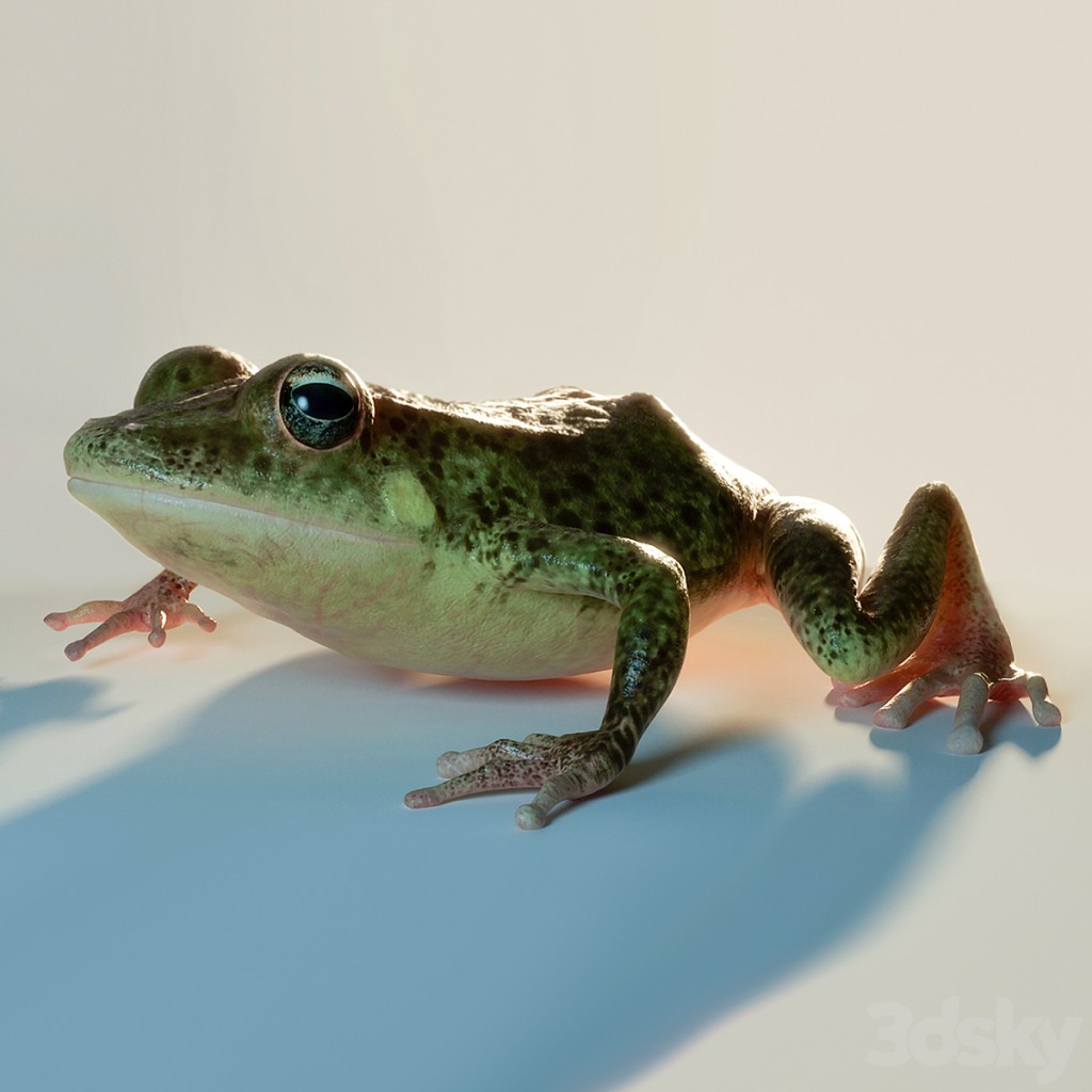Frog