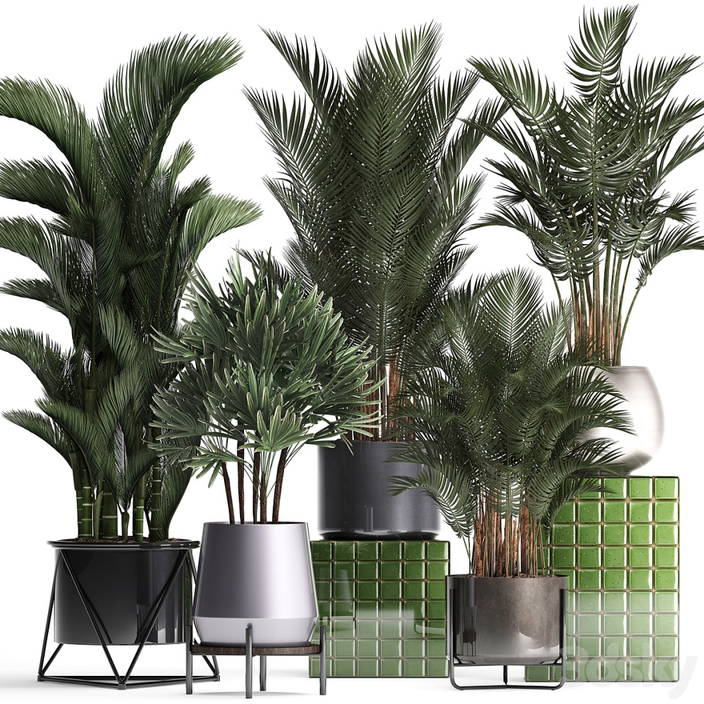Plant collection 352. Hovea, kentia, dipsis, palm tree, indoor, decorative, luxury pot, office plants, exotic, stylish, Howea, Raphis palm