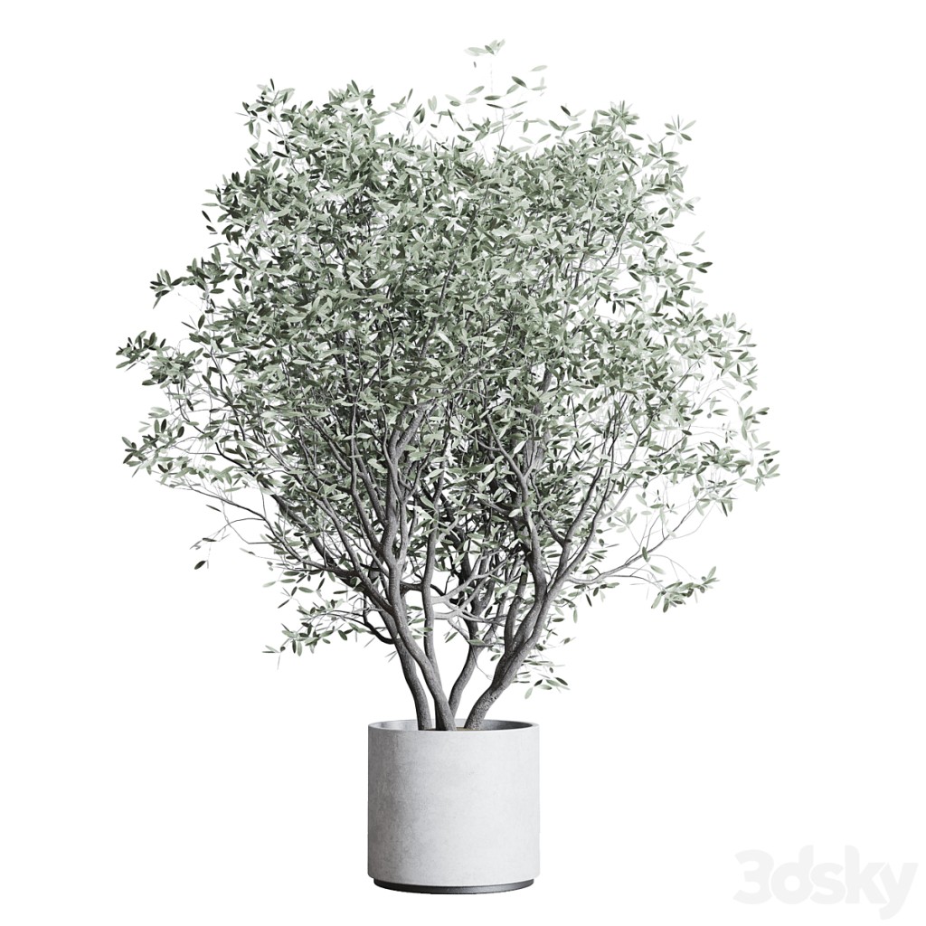 Olive tree in an old concrete vase indoor plant 281
