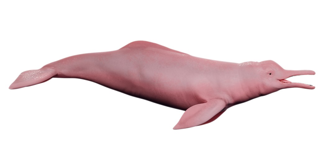 Pink Dolphin / Inia Geoffrensis / Boto Cor De Rosa