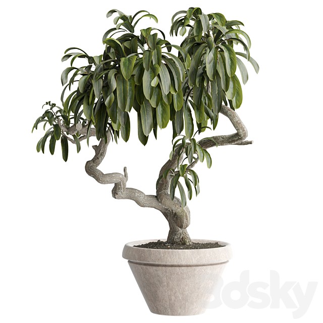 indoor Plant 529