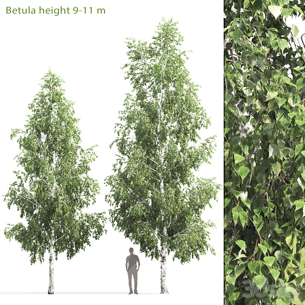 Birch