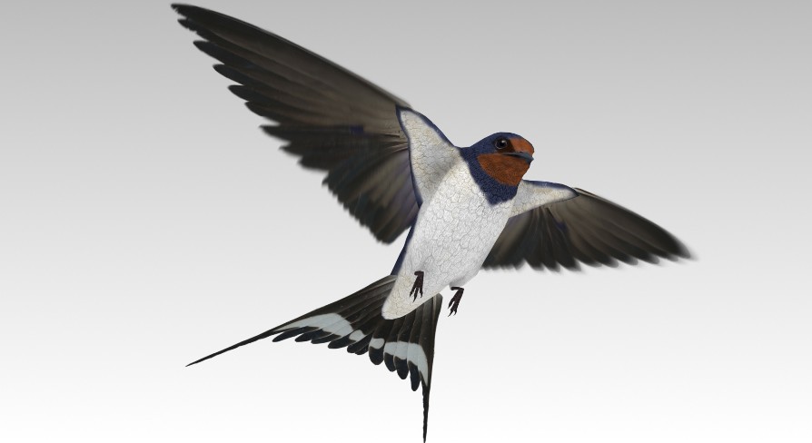[UE5.1] Barn Swallow