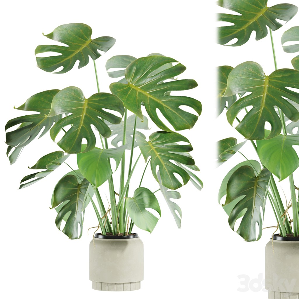 set14 indoor plant