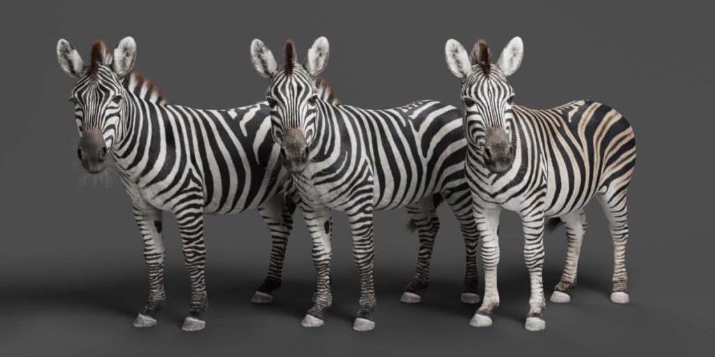 Zebra Animation | Vfx Grace