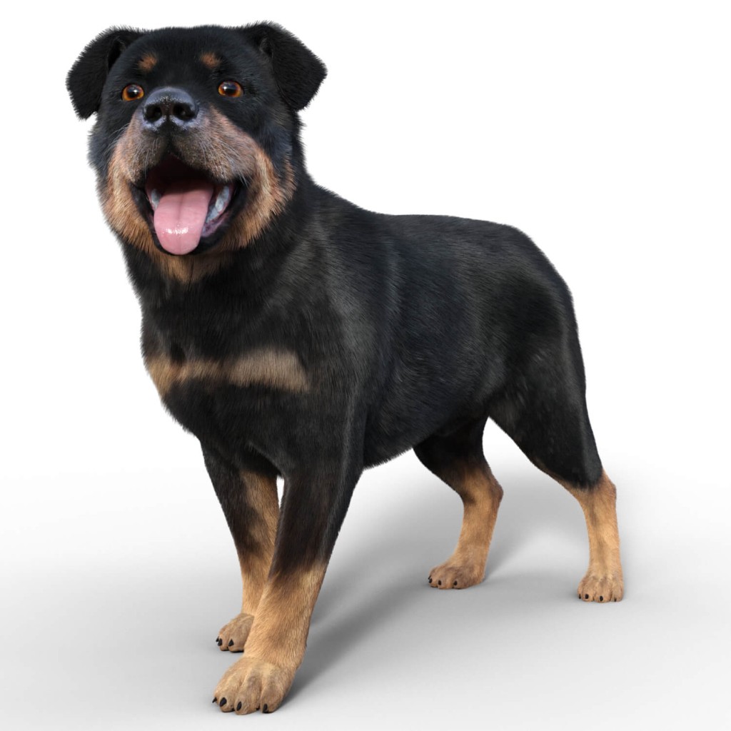 Rottweiler for Dog Nubis