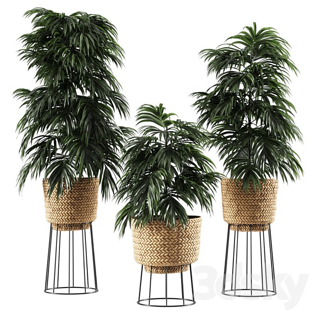 Bamboo vase plant