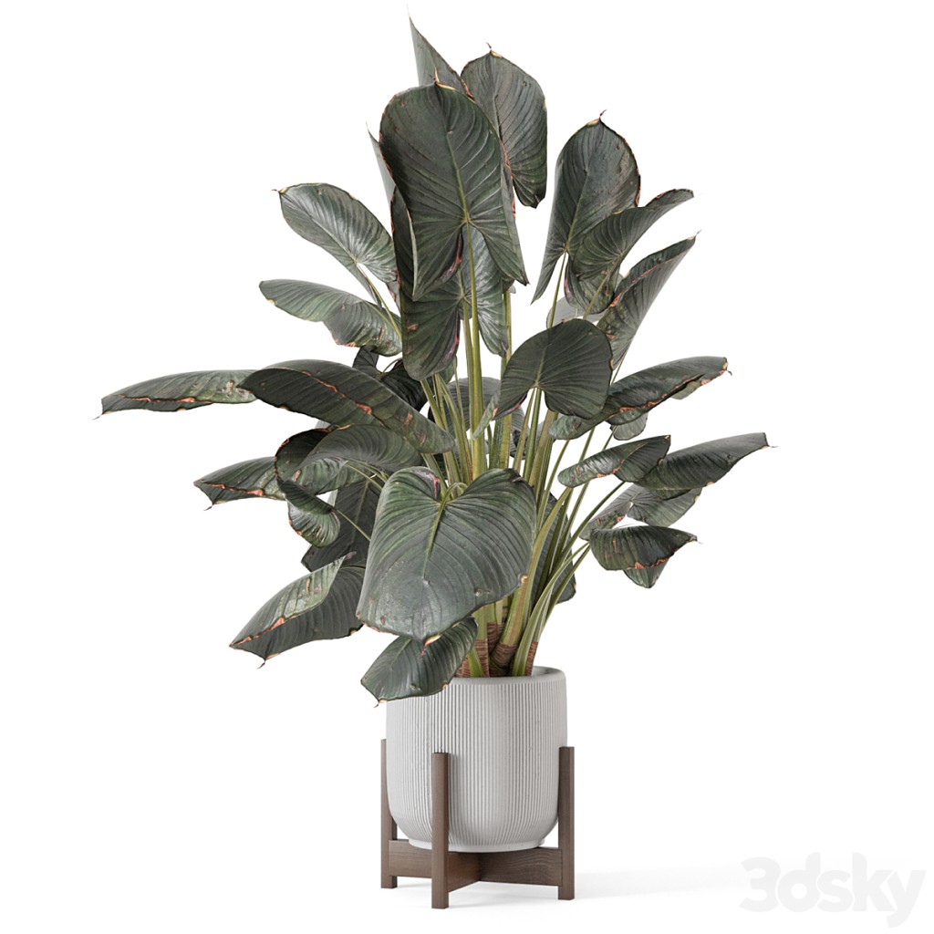 Indoor Plants in Handmade Stone Pot_Set 3128