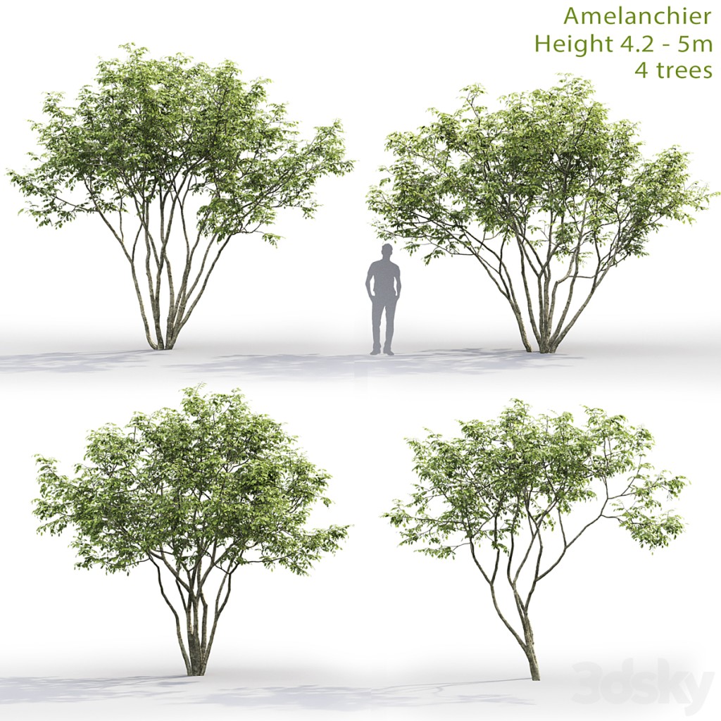 Amelanchier