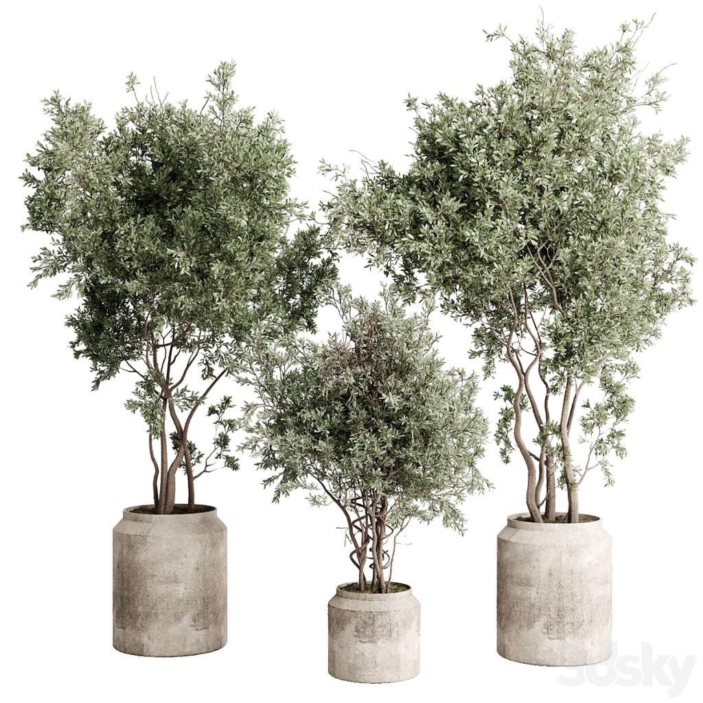 Olive Tree in a dirty concrete pot - indoor plant 578