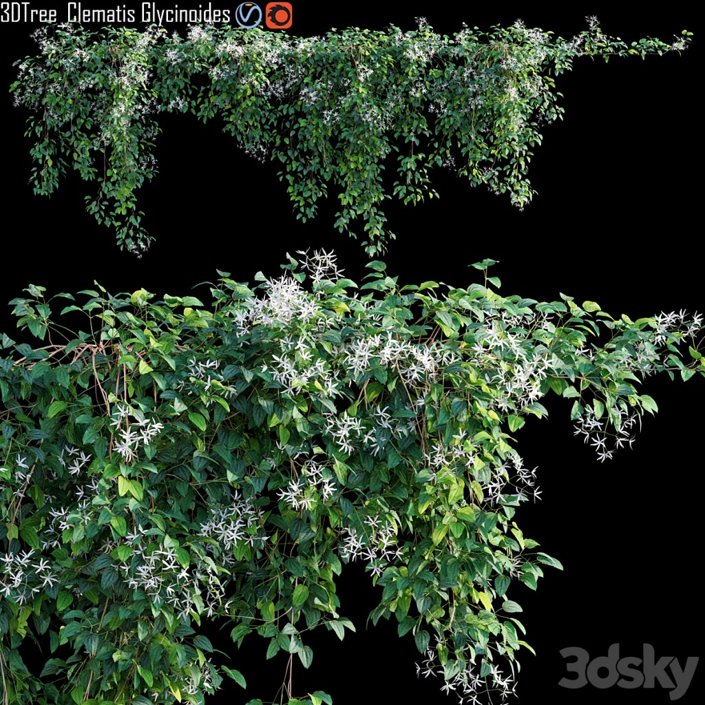 Creeper - Clematis Glycinoides 01