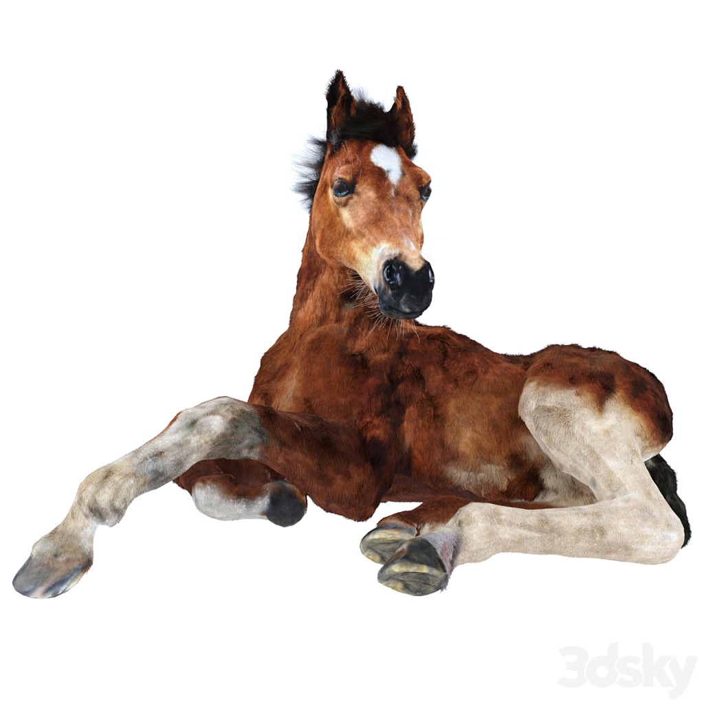 Foal