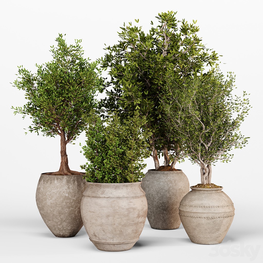 Indoor Plants Collection 9