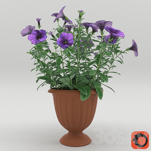 Petunia in a flower pot