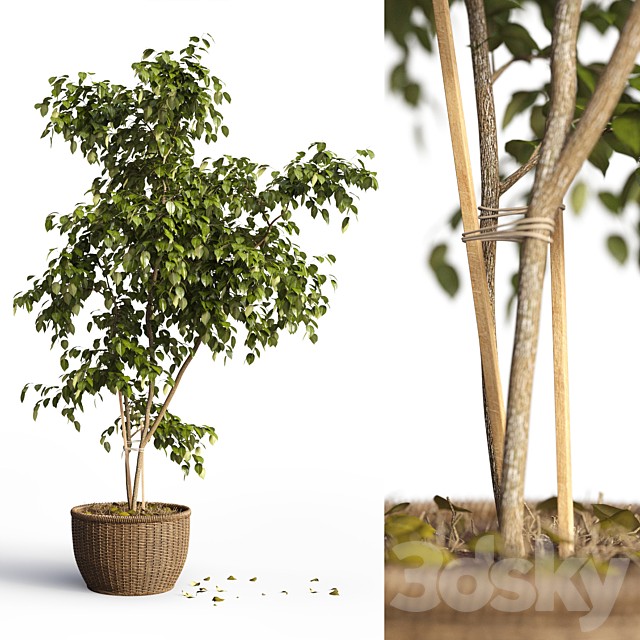 Benjamin_plant