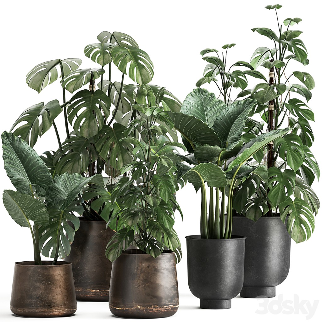 Collection of plants in rusty metal black pots with Monstera flower, loft, Alokasia. Dial 999.