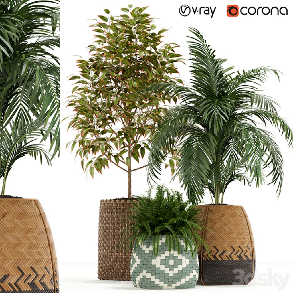 Plants collection 126