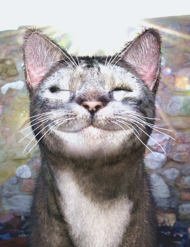 T3d Meow Xpress for Daz House Cat