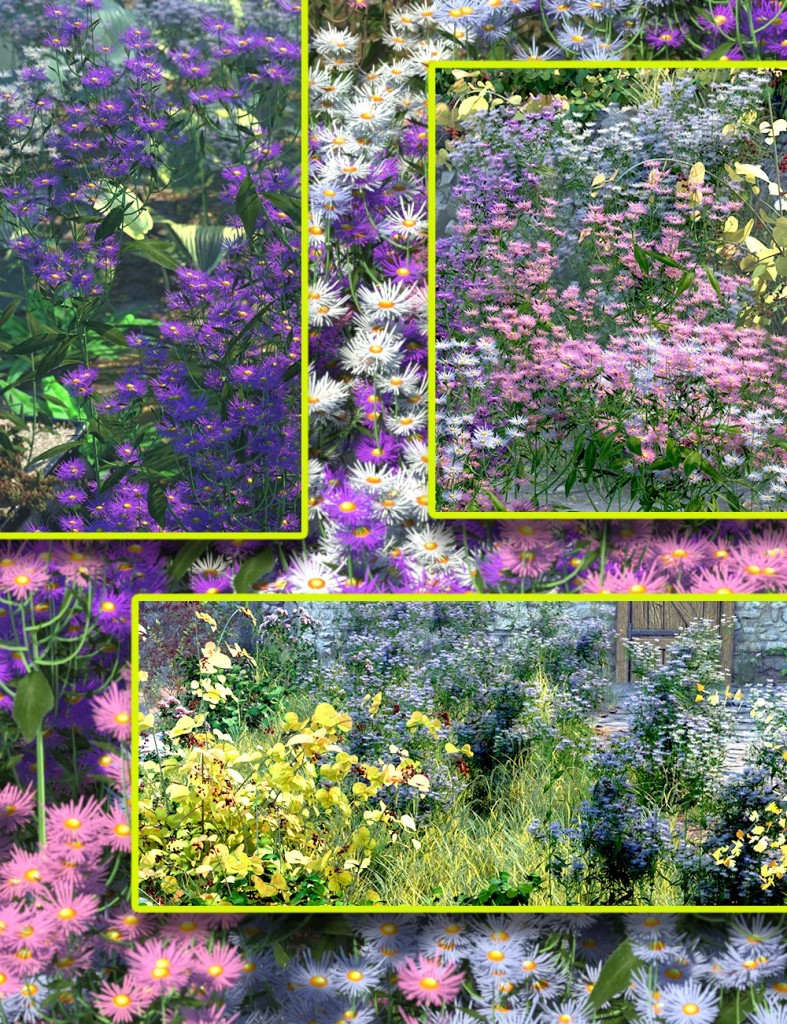 Cottage Garden Flowers Michaelmas Daisies