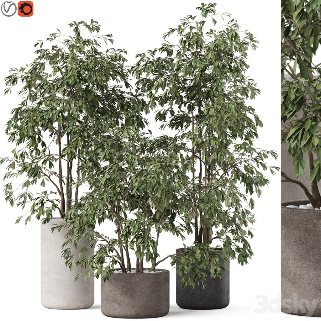 Plants collection 896