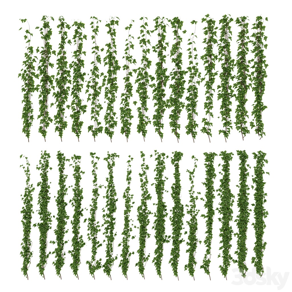 Wall of ivy leaves