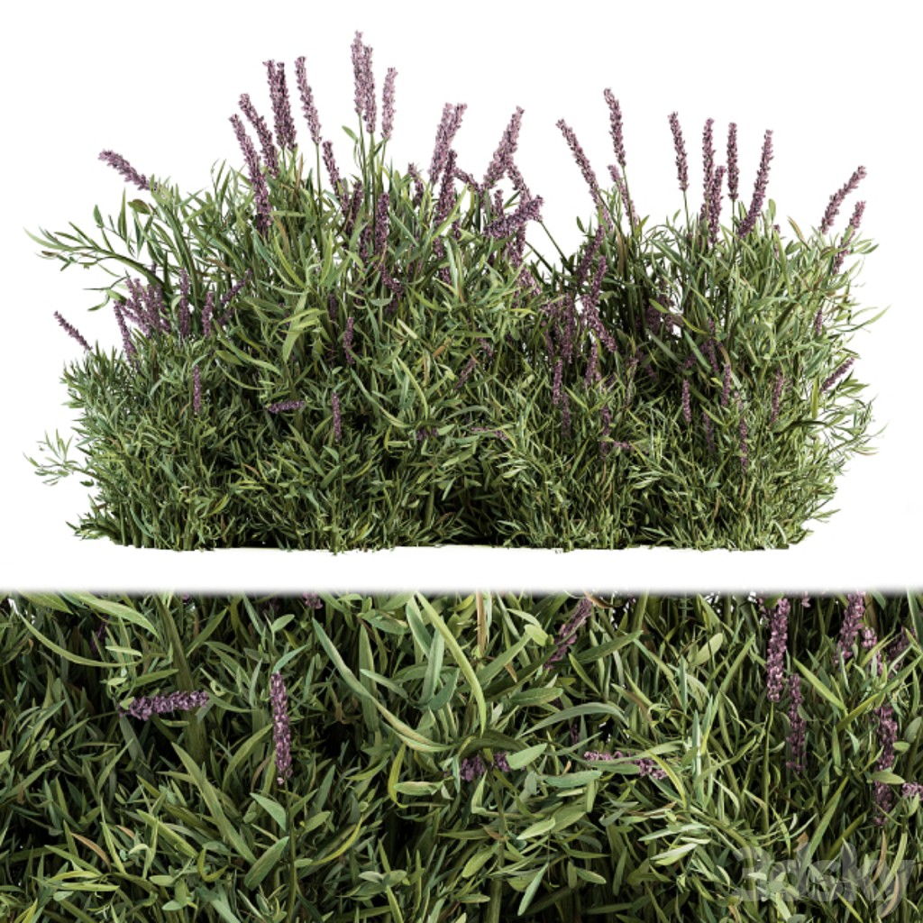 Lavender Bush - Bush Set20